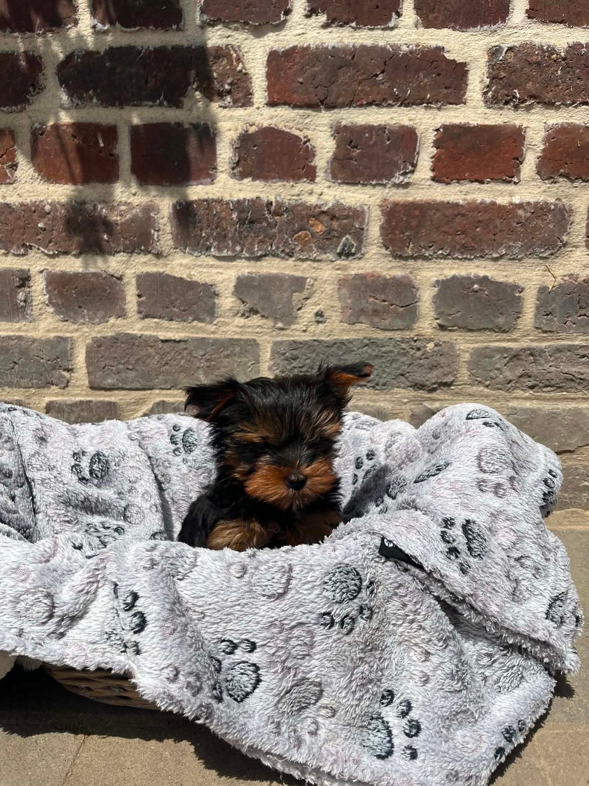 Schattig reu pupje zoekt een leuke thuis, Animaux & Accessoires, Particulier, Yorkshire Terrier, Chien (mâle), Hépatite contagieuse (maladie de Rubarth)