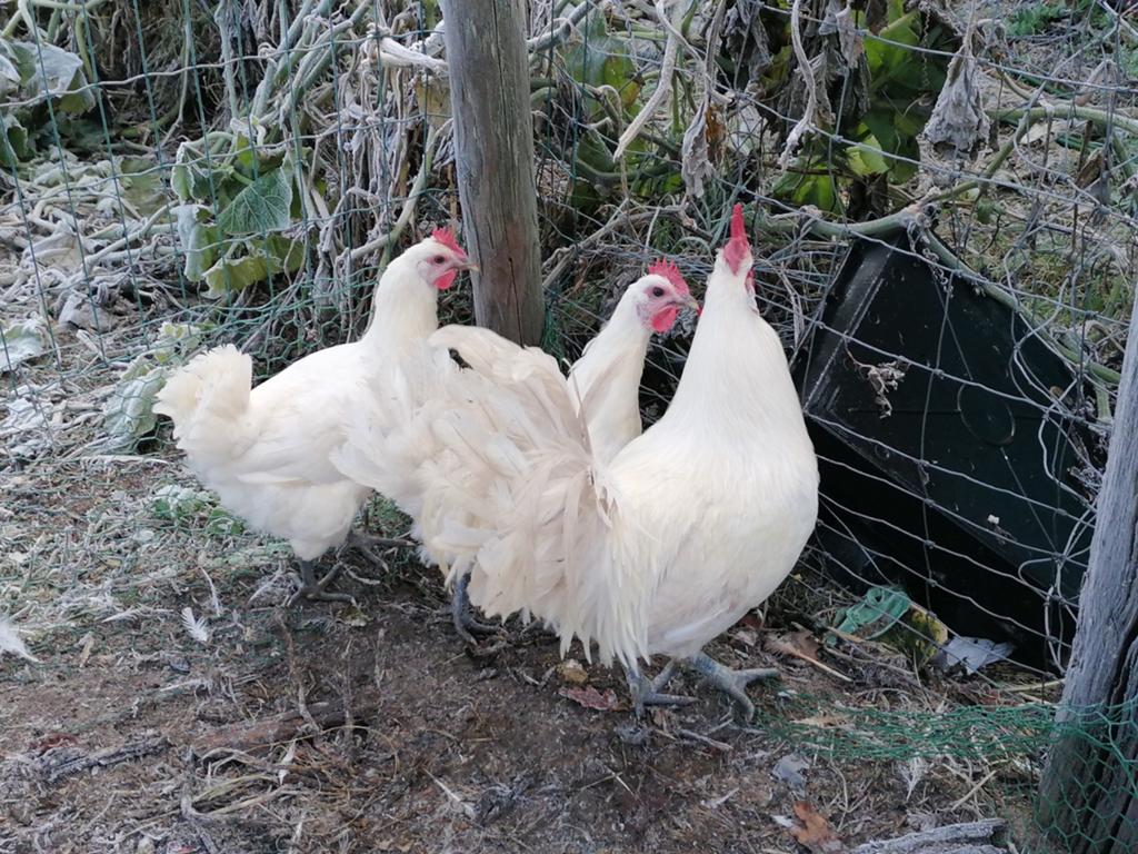 3 poules de Bresse à vendre