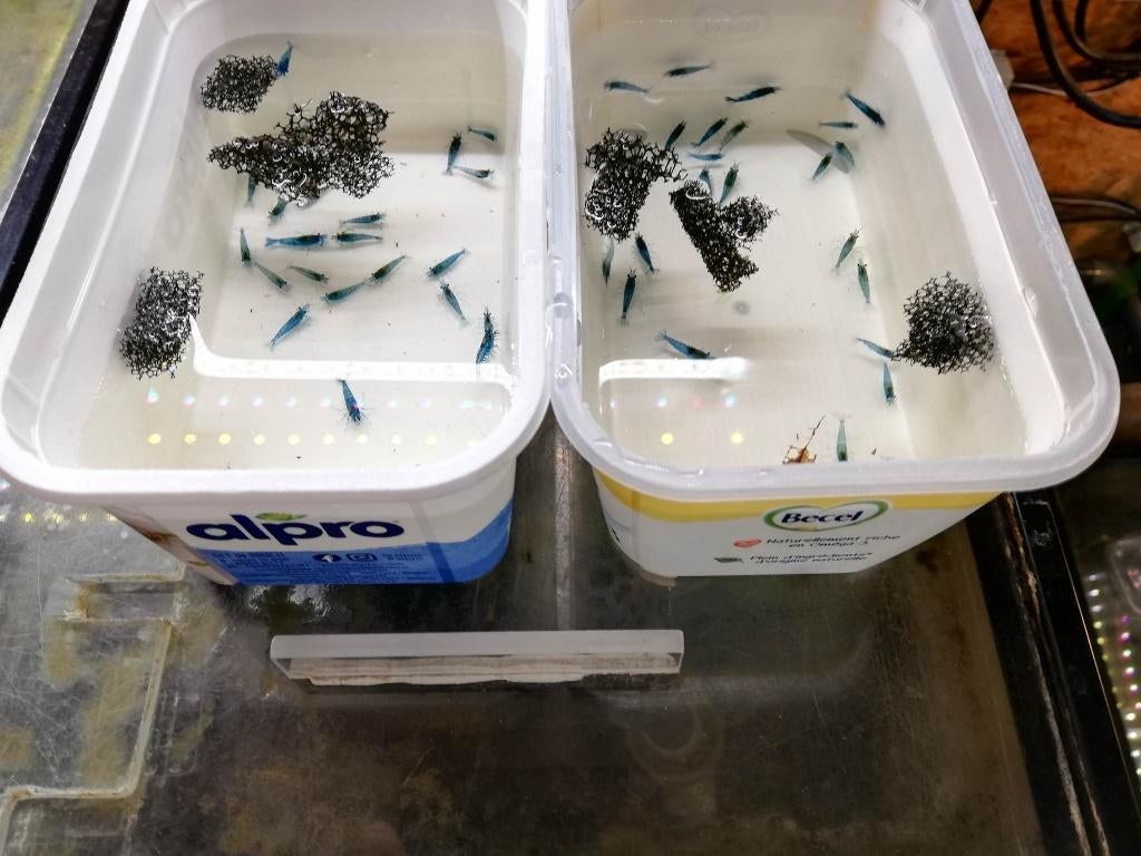 Blue diamond garnalen - aquarium leegmaken - 100 stuks!, Dieren en Toebehoren, Kreeft, Krab of Garnaal, Zoetwatervis, Schoolvis