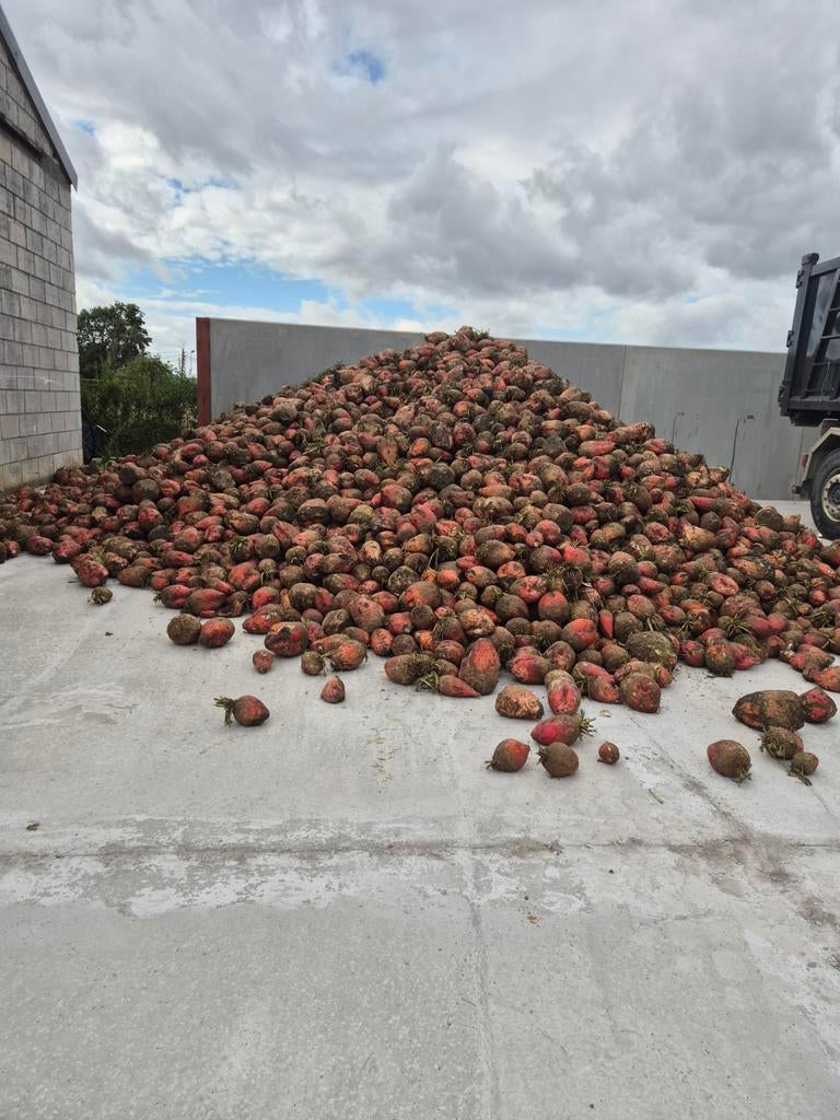 Voederbieten te koop, Ophalen