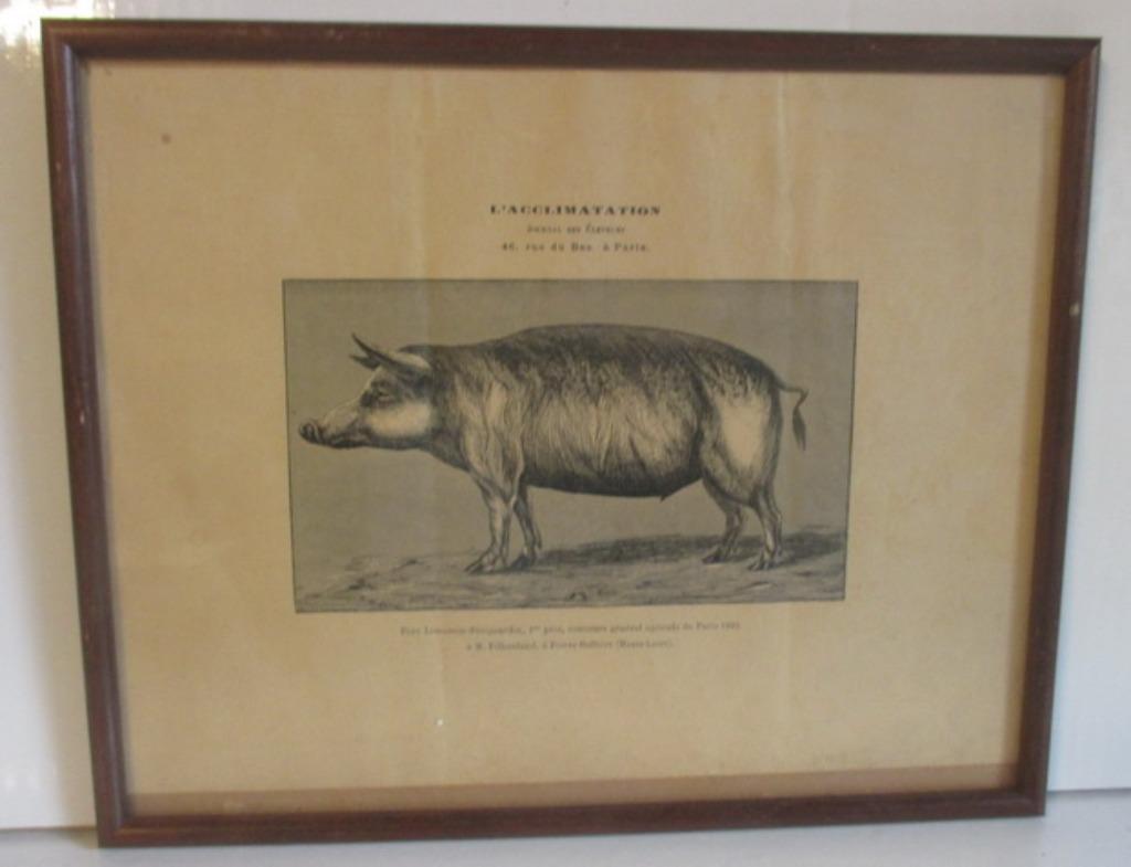 collection d'estampes anciennes sur lithos, cochon, vache..., Envoi