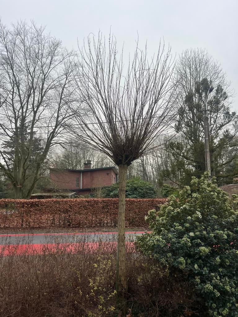 Witte acacia boom (Robinia) - 2 stuks, Tuin en Terras, Ophalen, Zomer