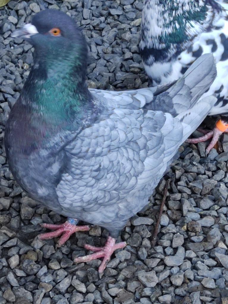 Duivenkoning, Dieren en Toebehoren, Vogels | Duiven, Mannelijk, Overige soorten