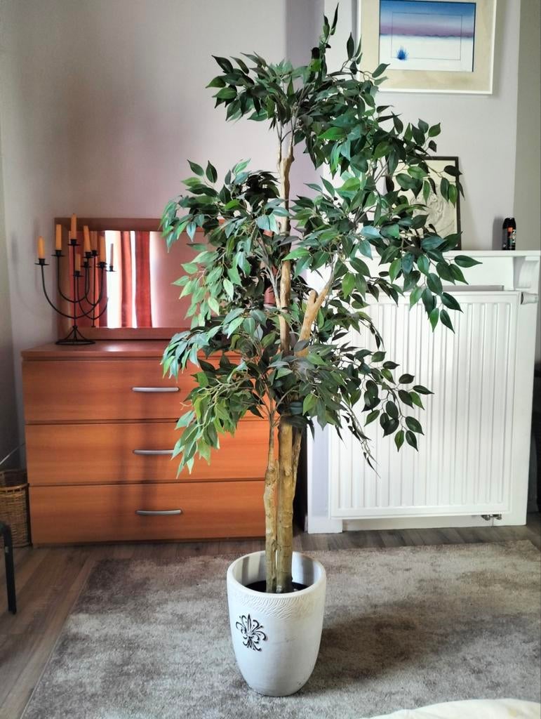 Grand ficus artificiel 1m75, Enlèvement