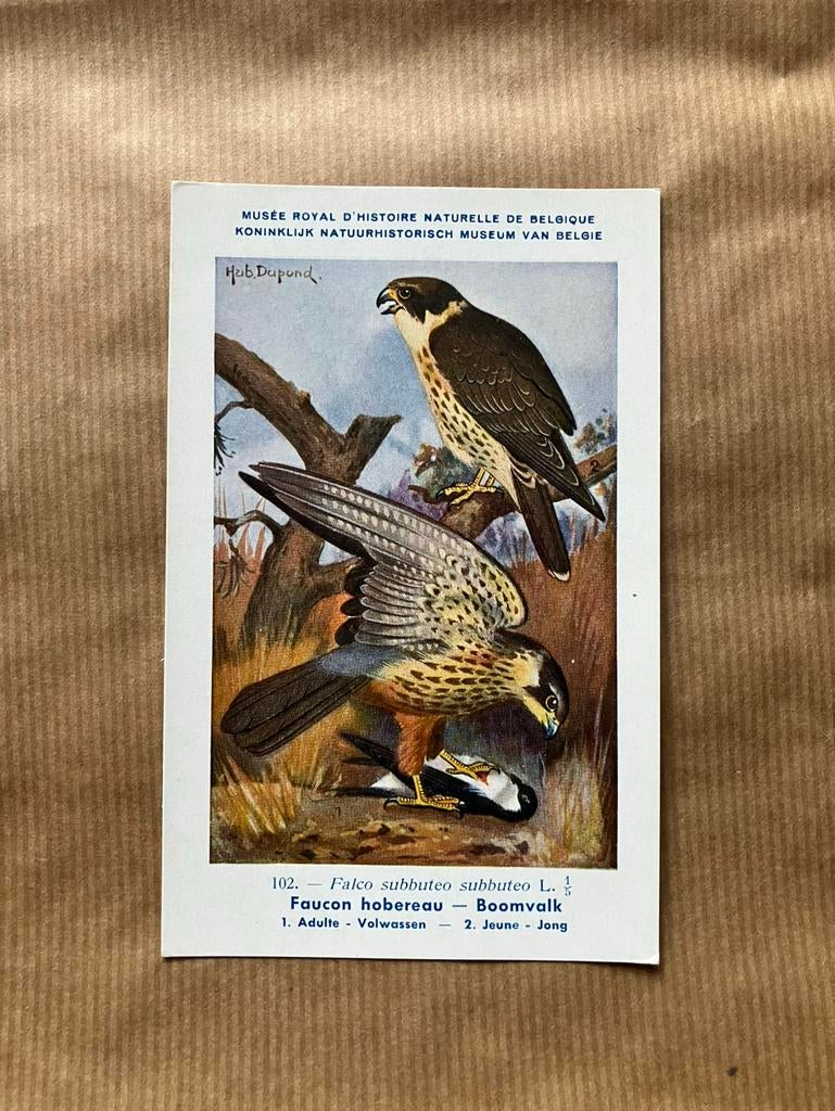 Vogels der Belgische Fauna Nr. 102 Boomvalk, Verzamelen, Ophalen of Verzenden, Ongelopen, Vogel