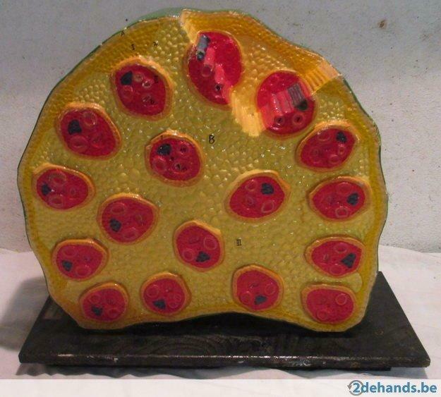 antiek botanisch model doorsnede plant 2, Gebruikt