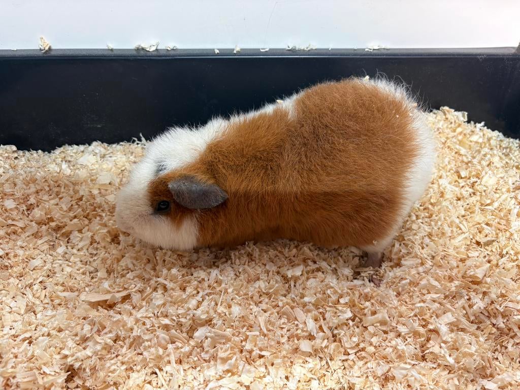 Cavia beertje, Octobre, Mâle, Domestique, Cobaye