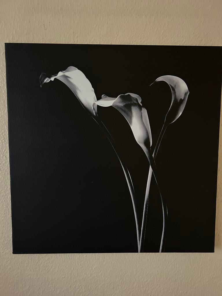 “Mooie wit/ zwarte schilderijen, Antiek en Kunst, Kunst | Schilderijen | Modern, Ophalen of Verzenden