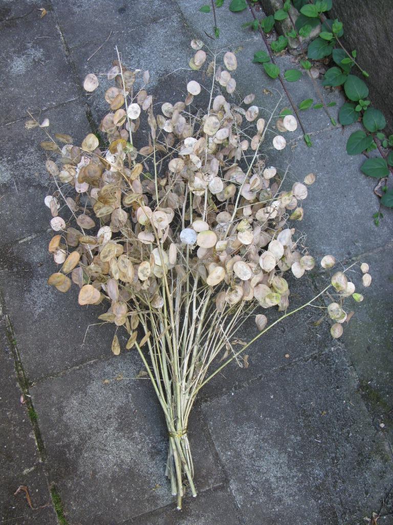Fleurs séchées (monnaie du pape, herbe aux écus), Maison & Meubles, Accessoires pour la Maison | Fleurs séchées, Enlèvement