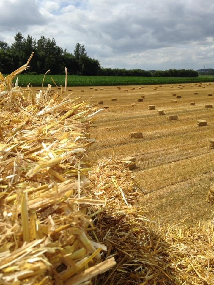 Kleine Balen stro, Dieren en Toebehoren, Stalling en Weidegang