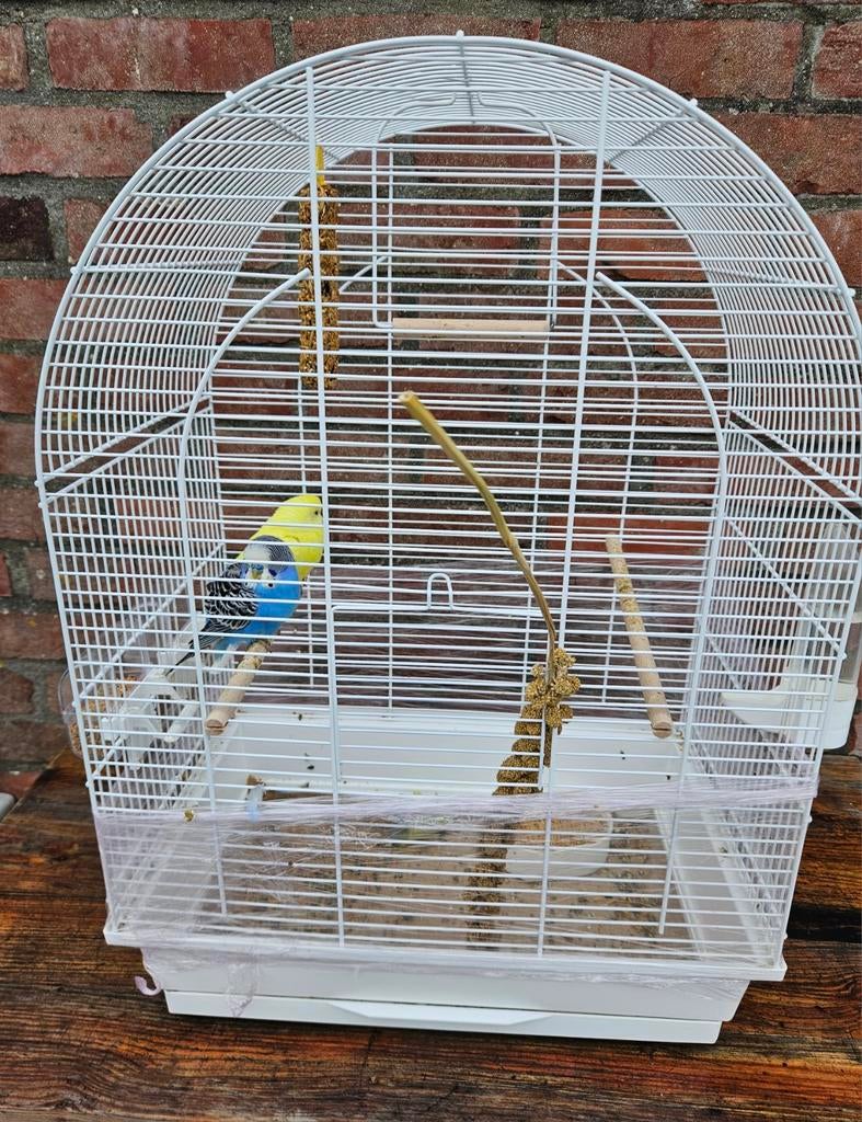 Couple de Perruche, Dieren en Toebehoren, Vogels | Parkieten en Papegaaien