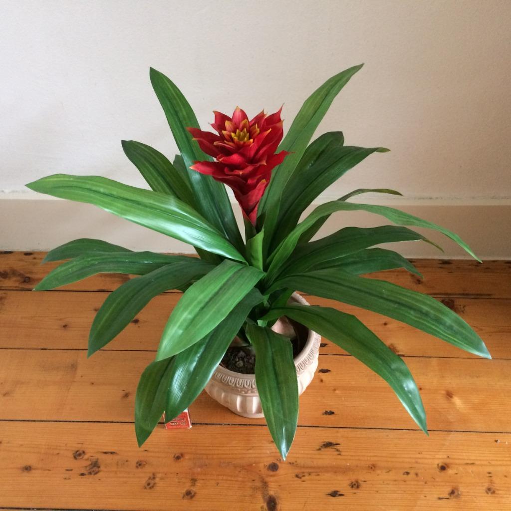 Bromelia Guzmania kokerplant groen rood levensecht in pot, Ophalen of Verzenden, Zo goed als nieuw, Binnen