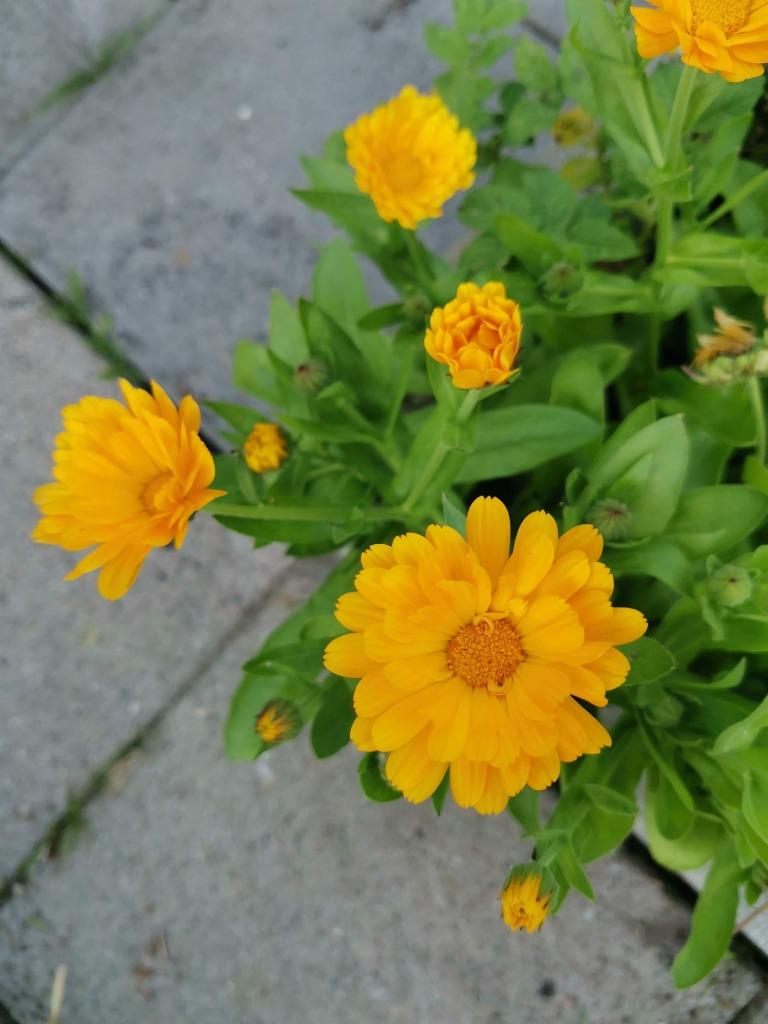 10 zaden Calendula - goudsbloem - geel - eetbare bloemen, Verzenden, Zaad