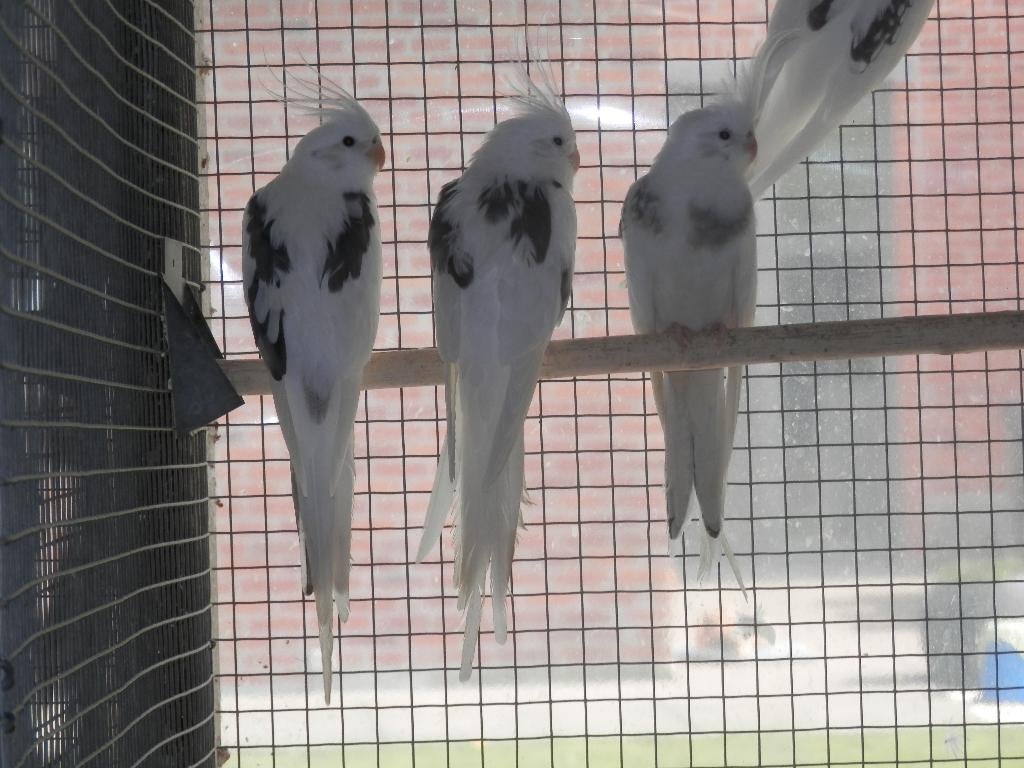 mutaties valkparkieten, Meerdere dieren, Parkiet, Geringd
