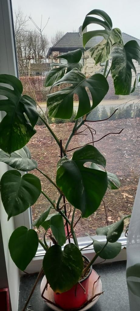 Monstera variegata, Maison & Meubles, Enlèvement