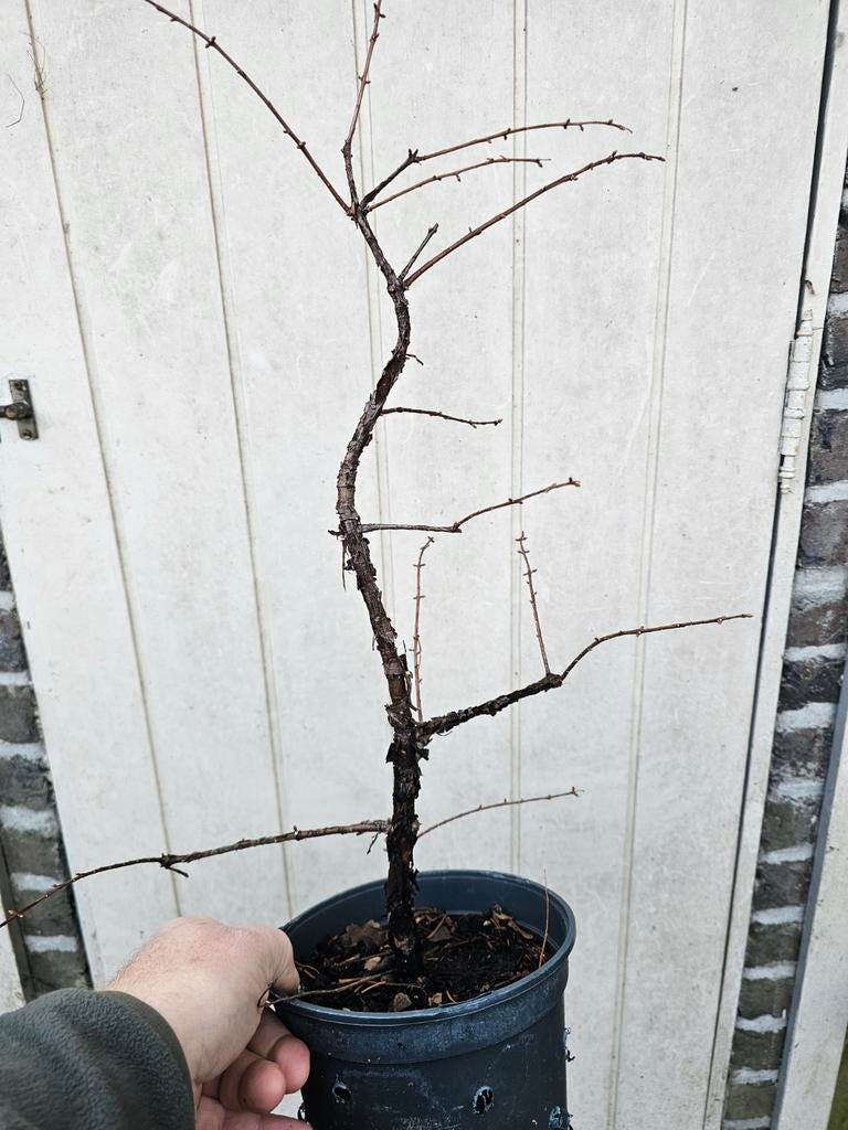 2 jarige Redwood perfect voor bonsai ., Tuin en Terras, Planten | Bomen, Ophalen