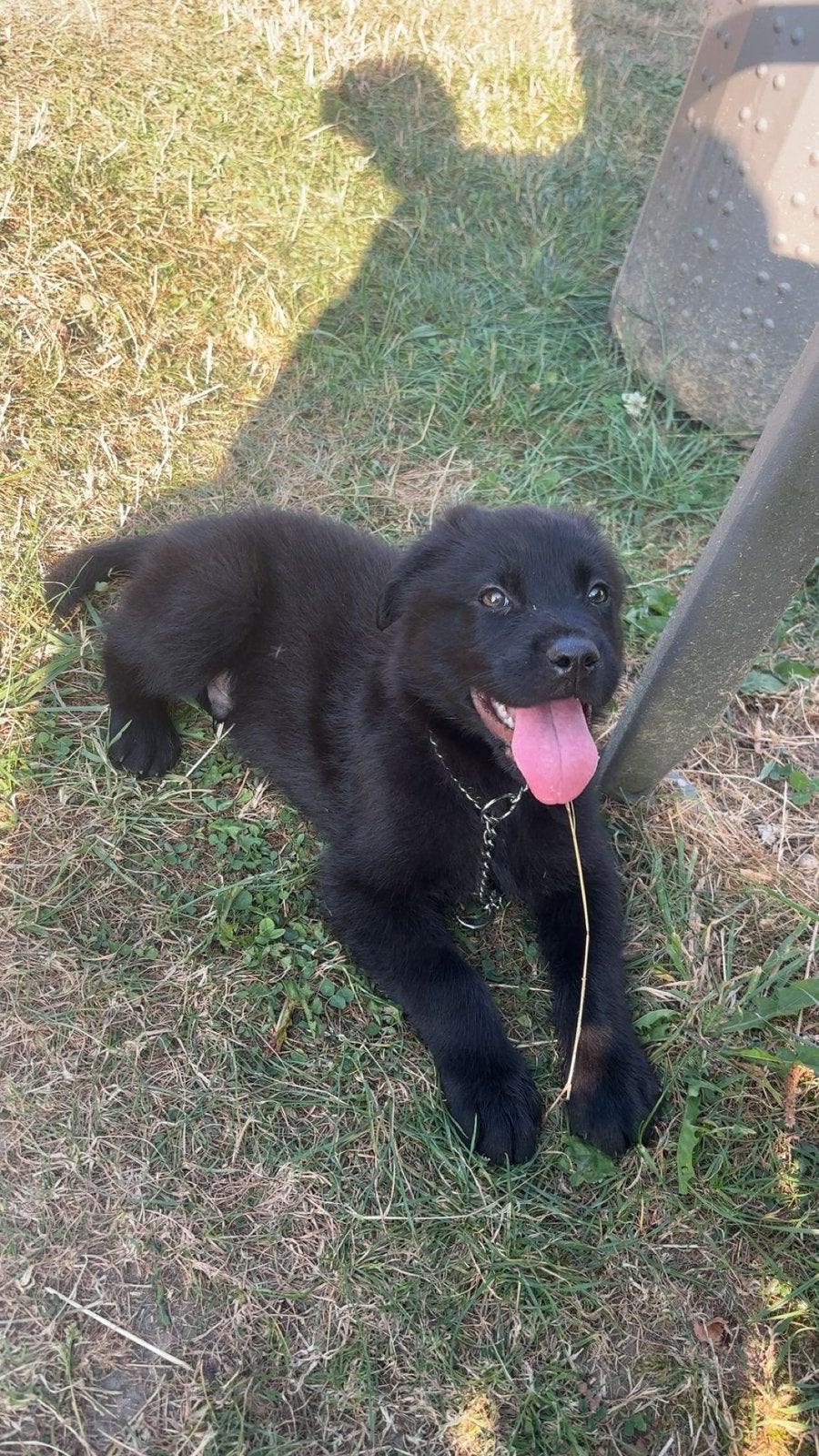 Puppy rottweiler/duitse herder, België, Particulier, 15 weken tot 1 jaar, CDV (hondenziekte)