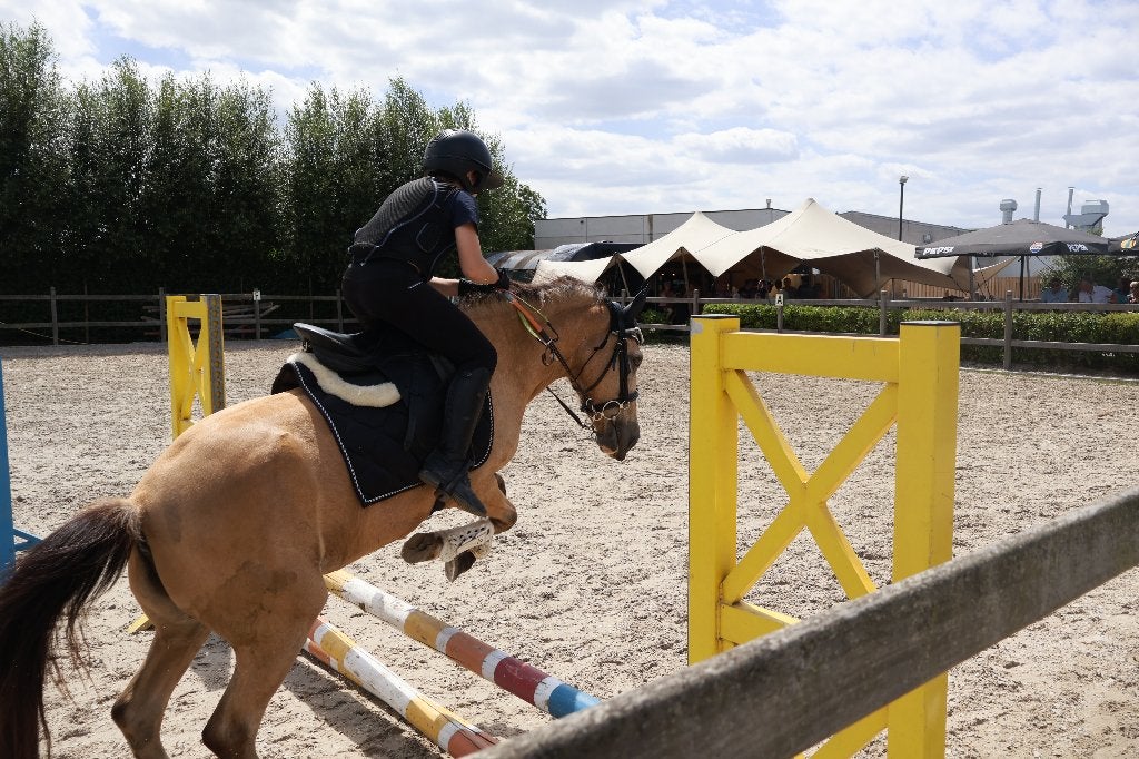C Pony, Dieren en Toebehoren, Merrie, C pony (1.27m tot 1.37m)