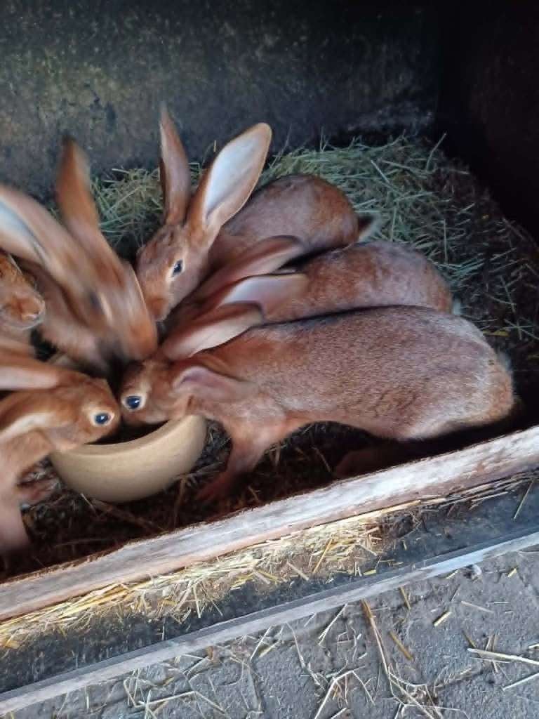 7 haaskonijnen, Geslacht onbekend, Groot, 0 tot 2 jaar