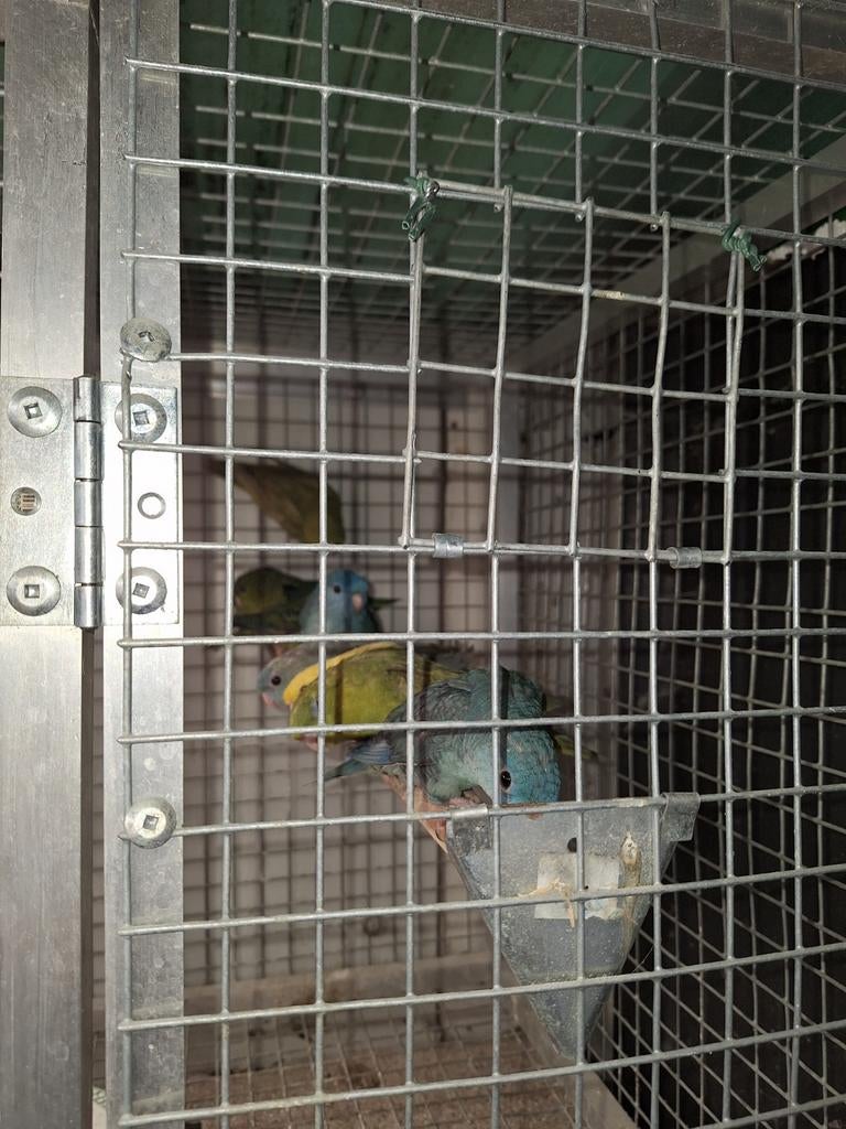 Swiftparkieten - catharina's, Plusieurs animaux, Perruche, Bagué