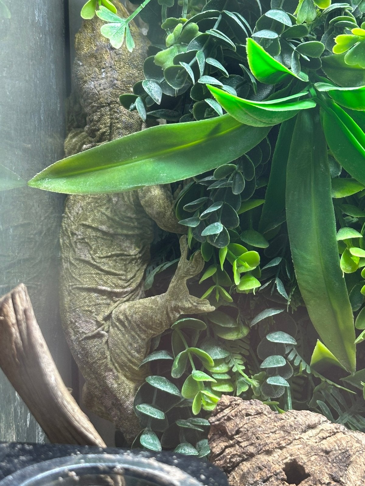 Mannelijke en vrouwelijke reuzengekko's vormen een paarvorm