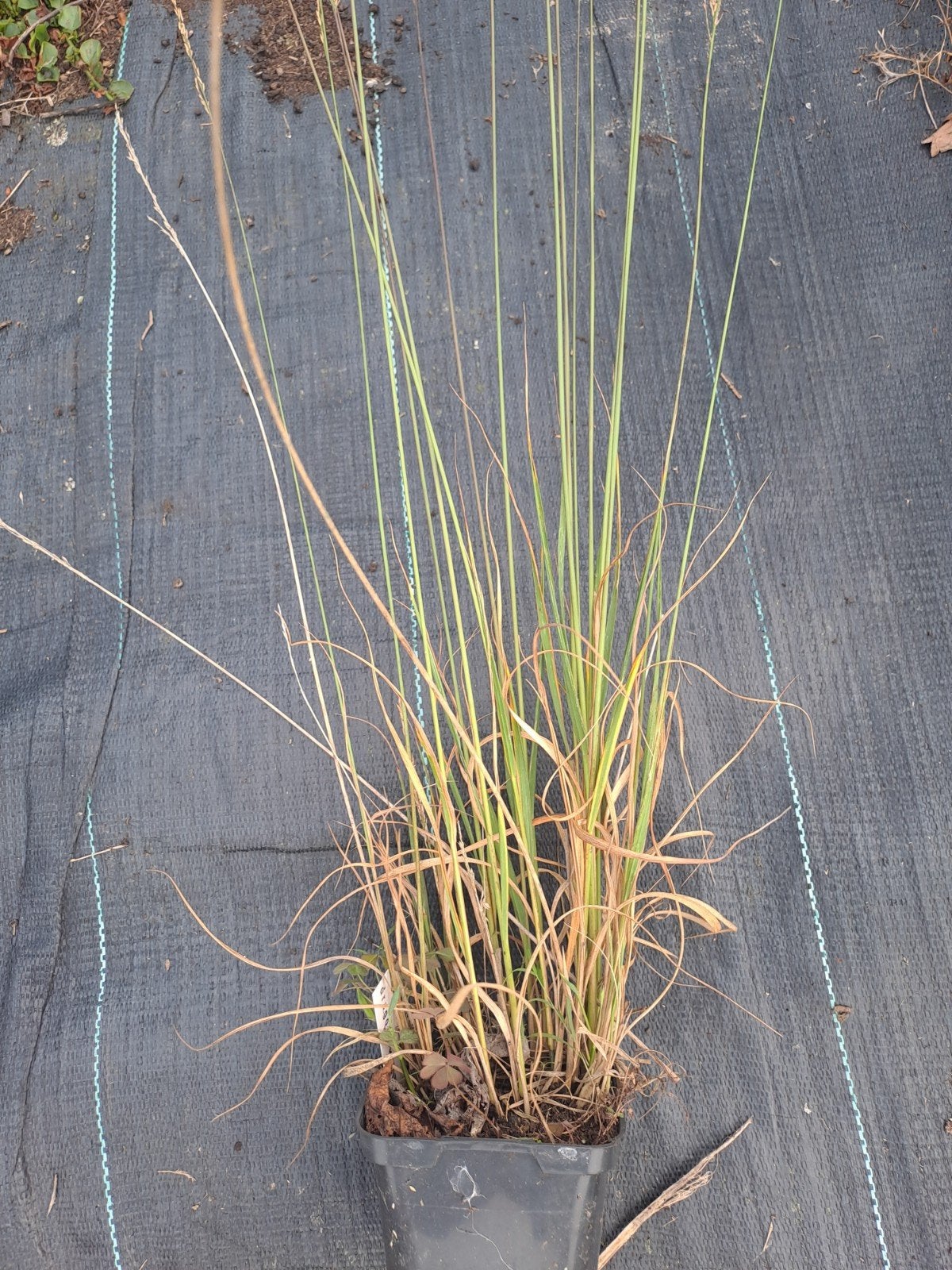 Molinia Moorflamme, Ophalen