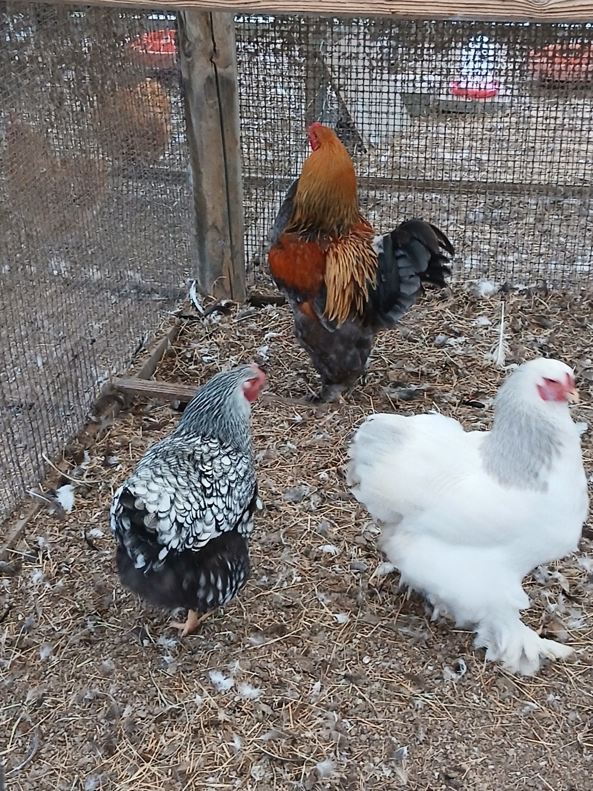 Broedeieren van grote kippen : brahma + wyandotte, Dieren en Toebehoren, Meerdere dieren, Kip