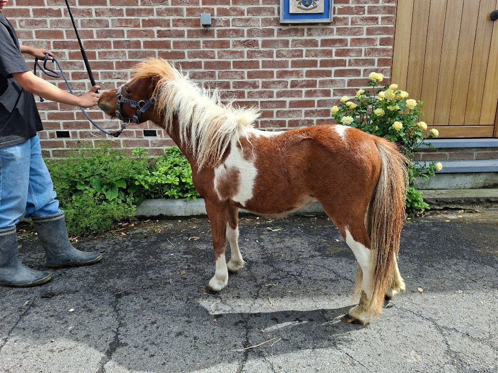 Miniatuurpaardje te koop, Poney de récréation, 0 à 2 ans, Avec pedigree, Poney A (jusqu'à 1.17 m)
