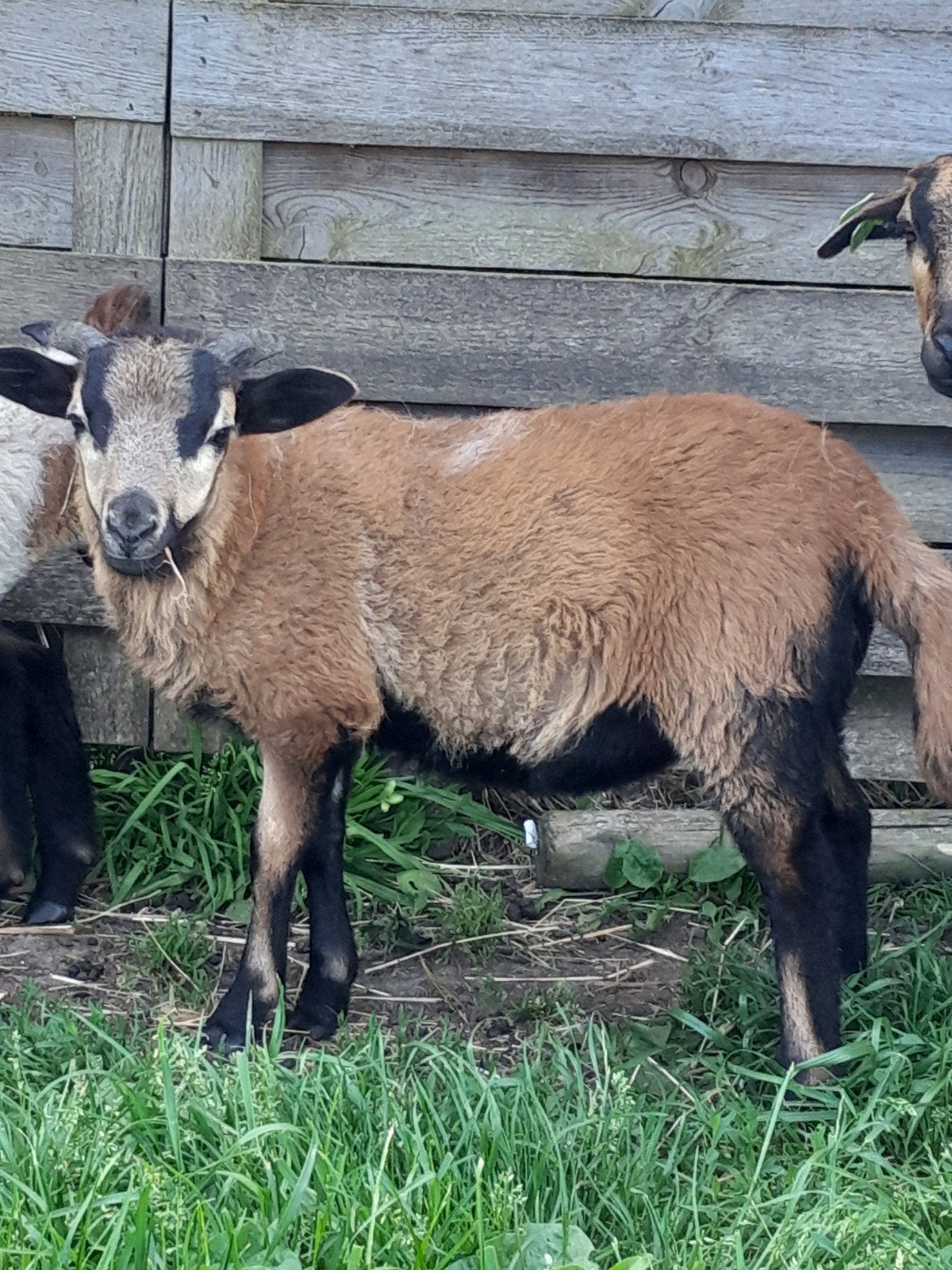 Kameroenschaap ram, Dieren en Toebehoren, Schapen, Geiten en Varkens, Mannelijk, Schaap, 0 tot 2 jaar