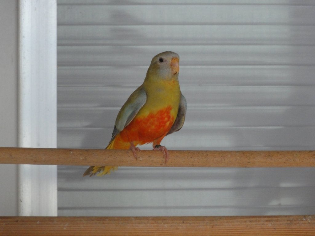 splendid 26, Dieren en Toebehoren