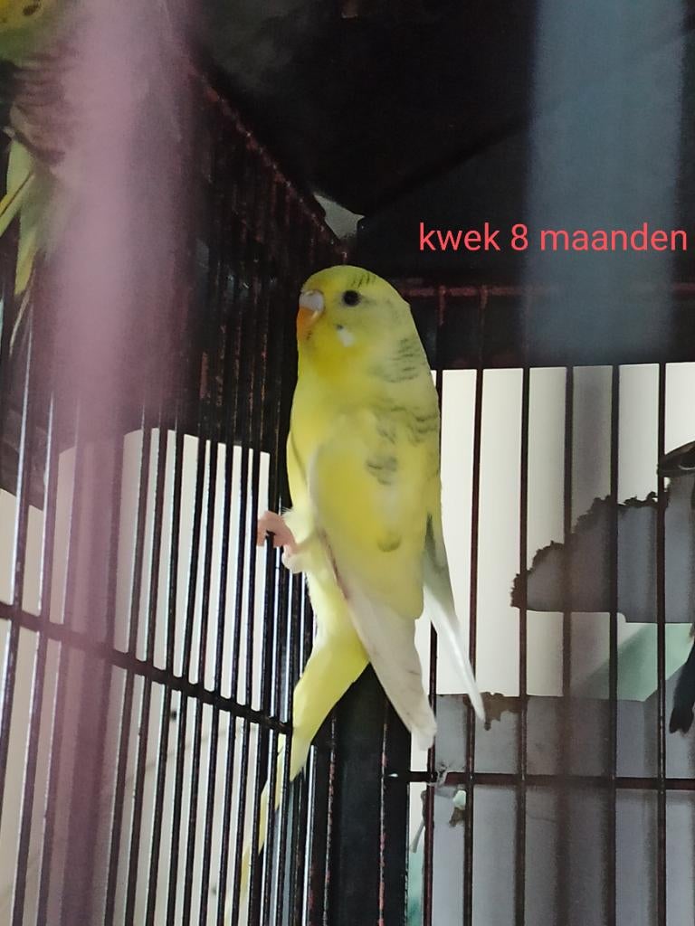 Grasparkieten, Dieren en Toebehoren, Parkiet