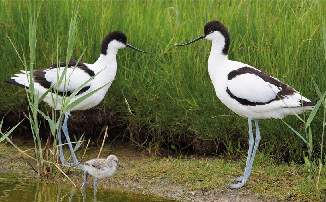Europese kluten, Dieren en Toebehoren