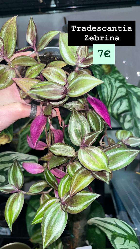 Tradescantia zebrina, Overige soorten, In pot, Minder dan 100 cm, Groene kamerplant