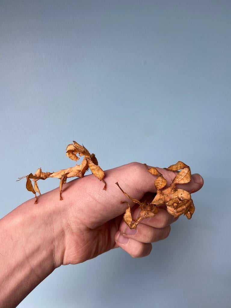 Koppeltjes Australische flappentakken, Dieren en Toebehoren, Insecten en Spinnen, Wandelende tak