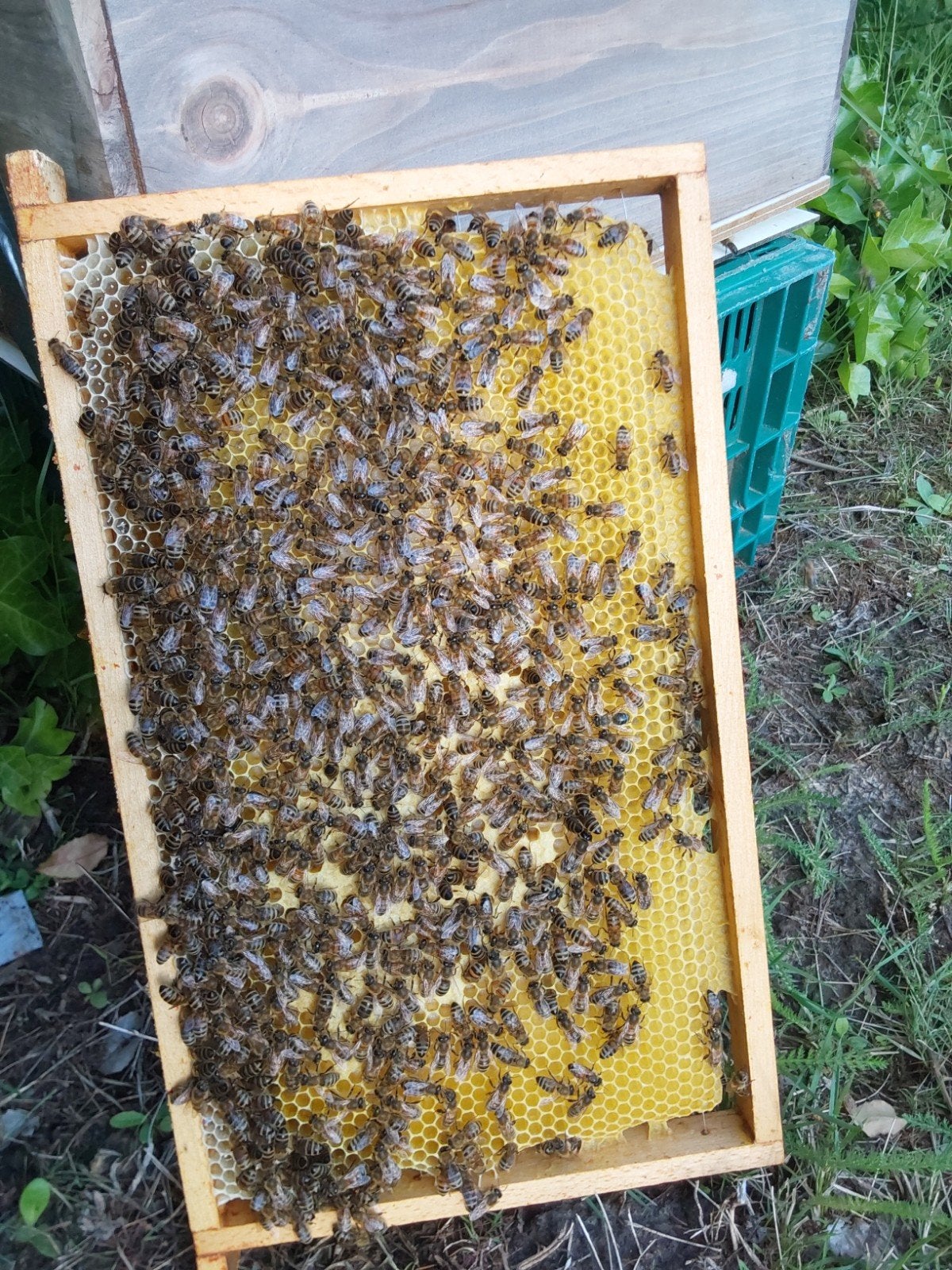 Bijenvolk, Dieren en Toebehoren