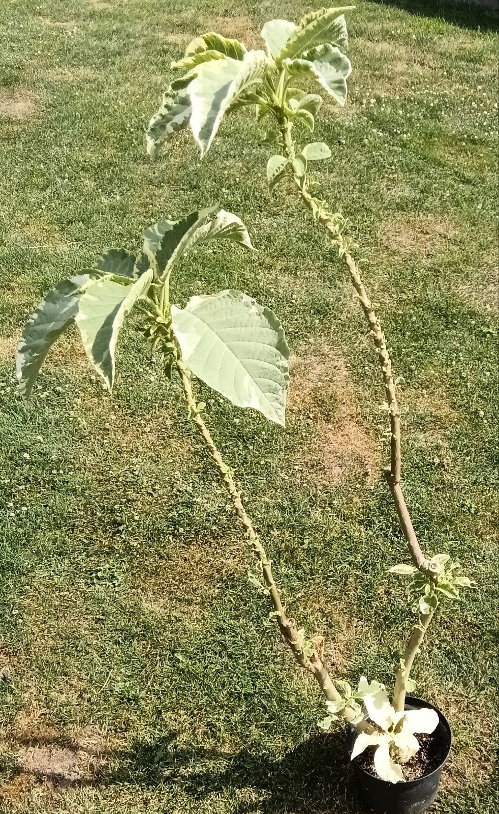 Brugmantia, Ophalen