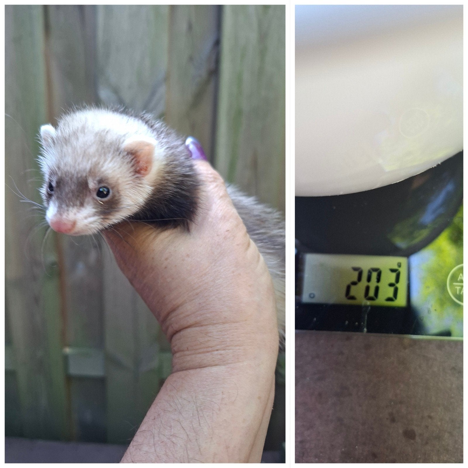 microfrettes, Juin, Plusieurs animaux