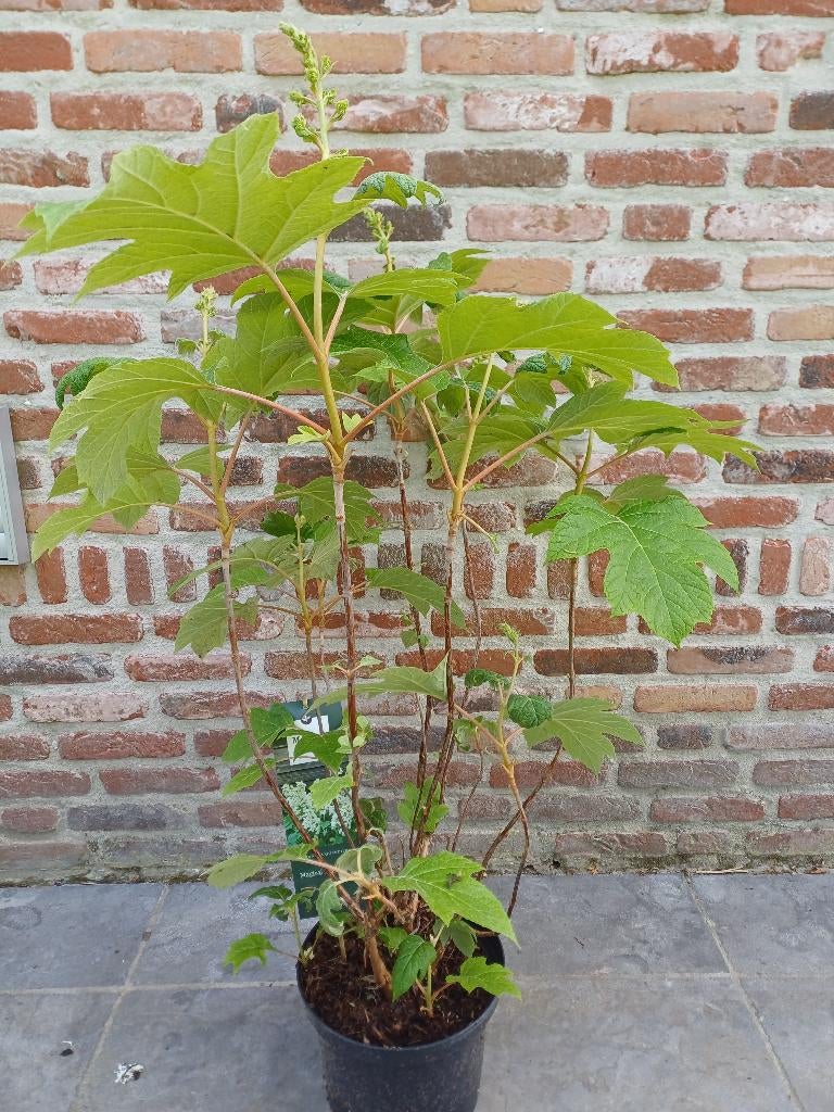 Hydrangea quercifolia Magical Toy Soldier, Ophalen