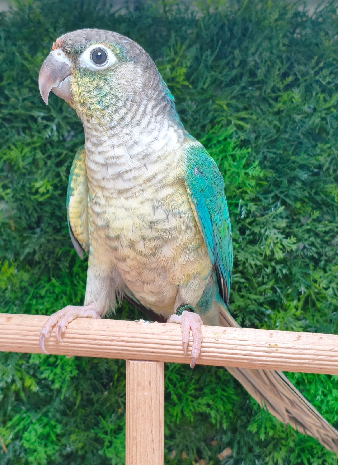 pyrrhura molinae violet opaline pop, Dieren en Toebehoren, Vrouwelijk, Geringd