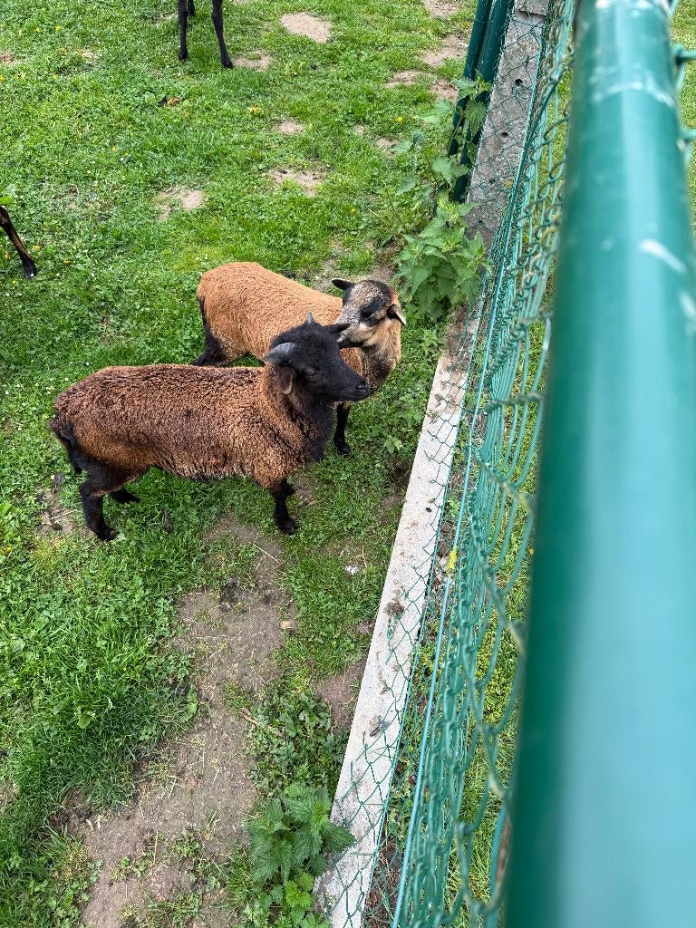 kameroen geiten, Dieren en Toebehoren, Meerdere dieren, Geit, 0 tot 2 jaar