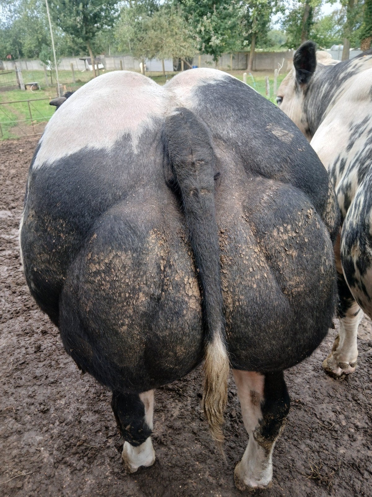 bwb dekstier, Animaux & Accessoires, Bovins, Mâle, 0 à 2 ans