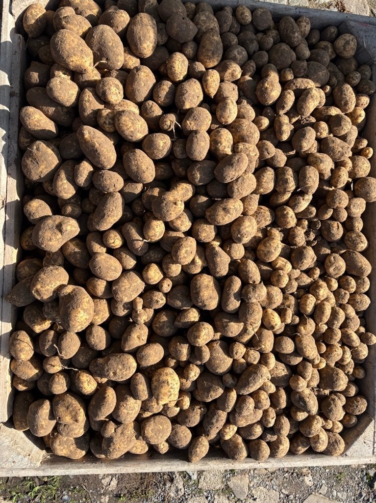 Aardappelen, Zakelijke goederen, Ophalen