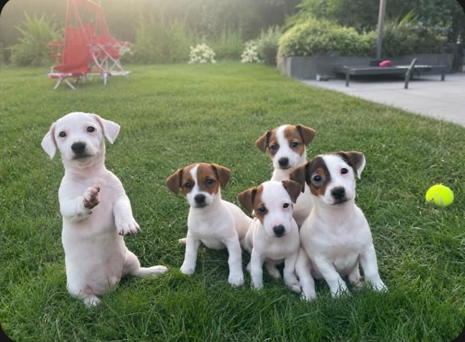 Lieve kortpotige en kortharige Jack Russell pups, 8 à 15 semaines, Plusieurs, Éleveur | Loisir, Jack Russel Terrier