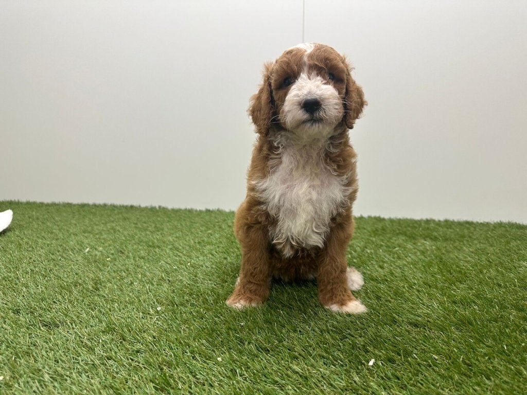 Nestje Koningspoedel pups