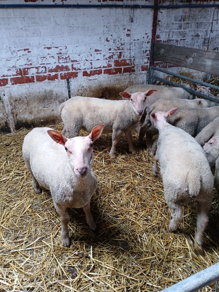 Charollais dekrammen, Animaux & Accessoires, Moutons, Chèvres & Cochons, Mouton, Mâle, 0 à 2 ans