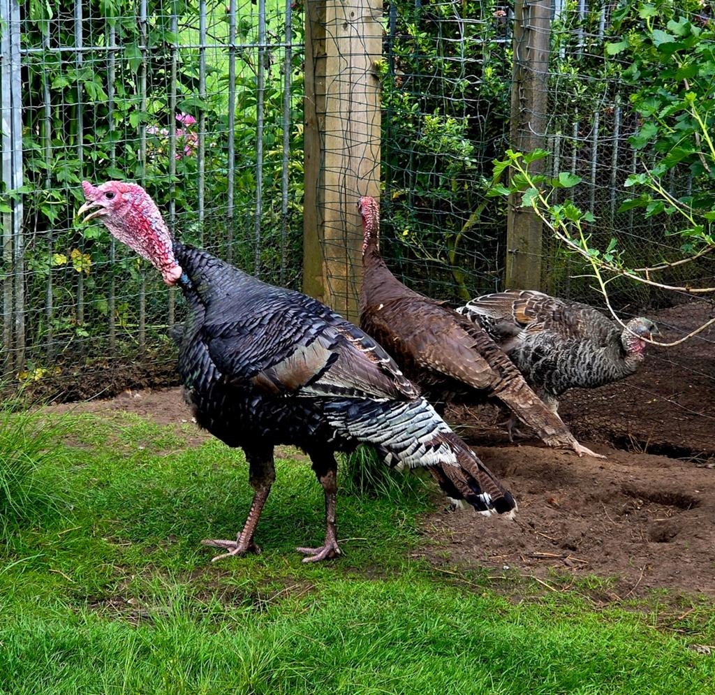 Koppel kalkoenen, Plusieurs animaux, Dinde
