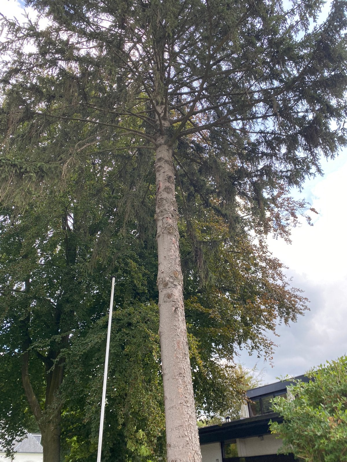 Gratis brandhout, Ophalen of Verzenden