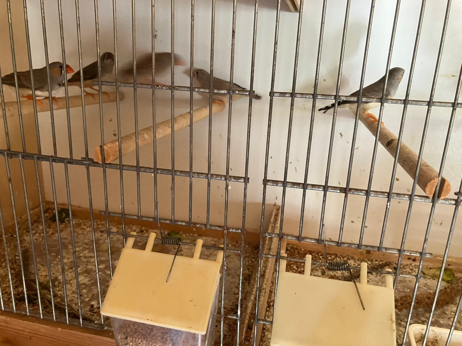 Zebravinken.  4€/stuk, Dieren en Toebehoren, Vogels | Overige Vogels, Meerdere dieren