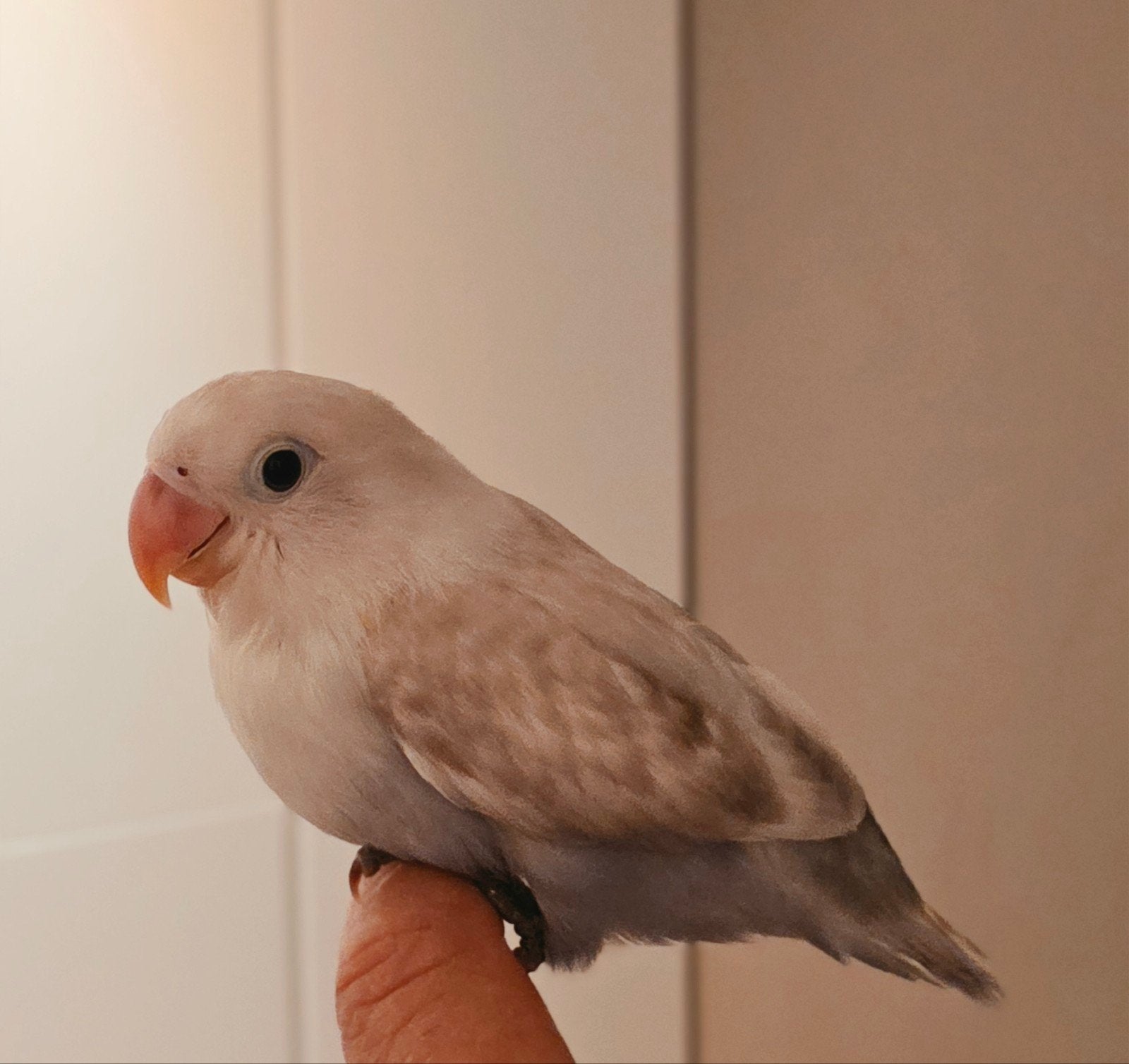Handtamme jonge dwergpapegaai (agapornis), Dwergpapegaai of Agapornis, Tam
