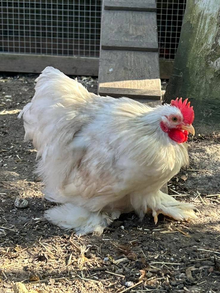 Cochin kriel bobtail haan, Mâle, Poule ou poulet